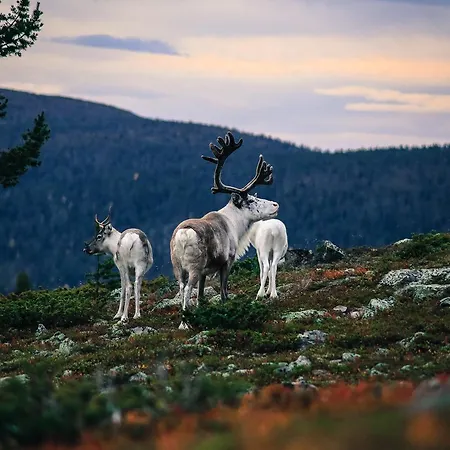 Villa Lapland Senses Premium Lodge *